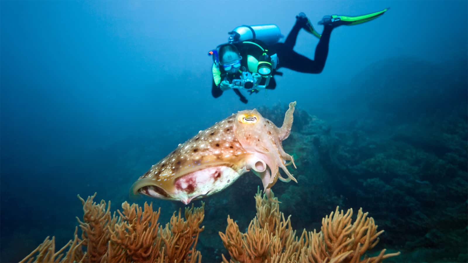 scuba diving trips miami